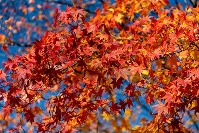 Close-up of maple leaves on tree