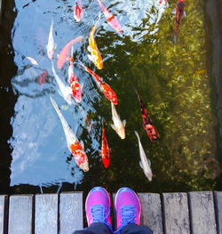 Low section of person standing on pier over koi carps swimming in lake