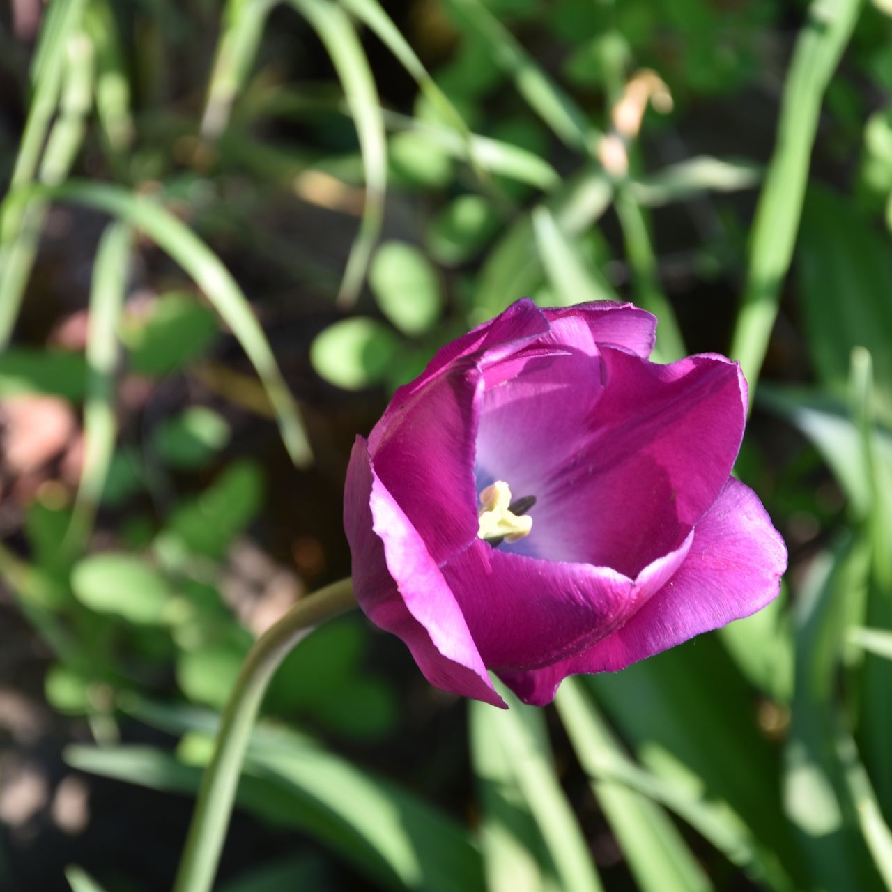 flower, petal, flower head, freshness, fragility, pink color, growth, beauty in nature, close-up, blooming, focus on foreground, nature, plant, in bloom, blossom, outdoors, day, no people, selective focus, botany, green color, softness, pollen