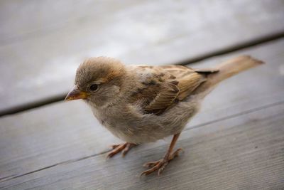 High angle view of bird perching on wooden table