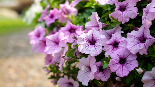 Close-up of pink flowering plant