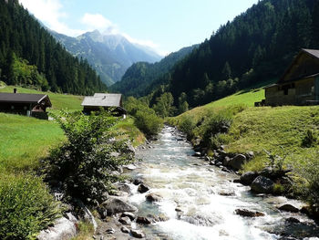 Scenic view of river in forest against sky