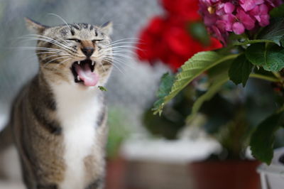 Close-up of cat yawning