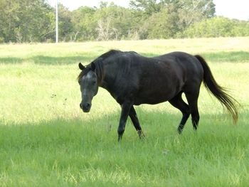 Horse on field