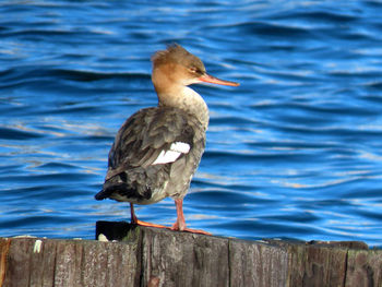 Close-up of seagull perching on wooden post