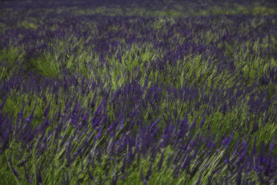 Full frame shot of lavender field