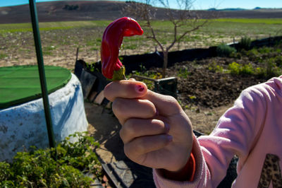 Rear view of girl holding red plant