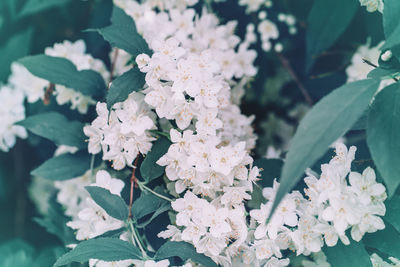 Close-up of white flowering plant