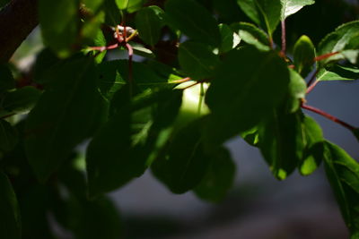 Close-up of fresh green leaves