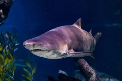 Shark swimming in aquarium