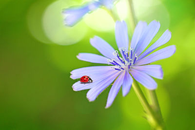 Close-up of insect on purple flowering plant
