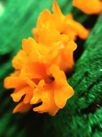 Close-up of marigold blooming outdoors