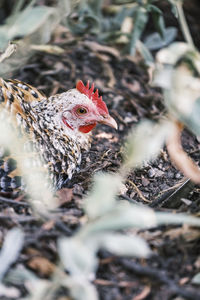 Close-up of a bird on a field
