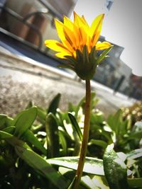 Close-up of yellow flower blooming outdoors