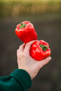 Cropped hand holding bell pepper