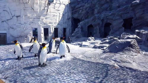 Penguins on snow covered field