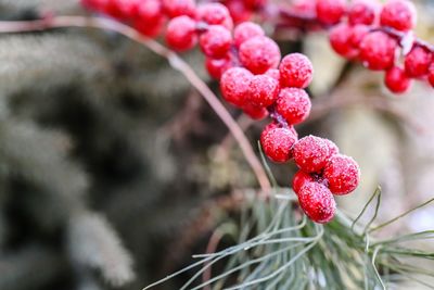 Close-up of red berries growing on tree