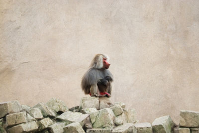 Monkey sitting on rock against wall at zoo