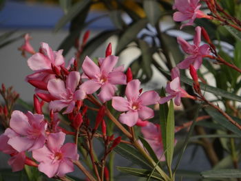 Close-up of pink flowering plants