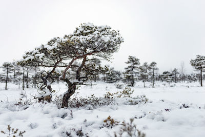 Trees on snow covered landscape against clear sky