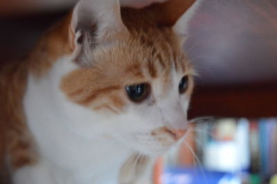 Close-up portrait of cat