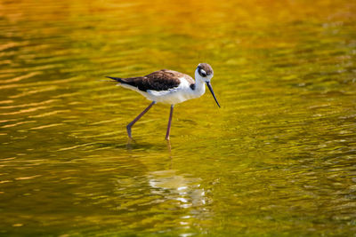 Close-up of bird in lake