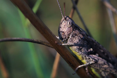 Close-up of an animal