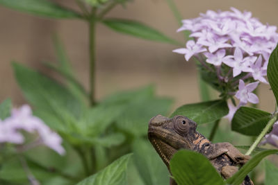 Close-up of lizard on flower