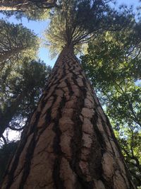 Low angle view of tree trunk against sky