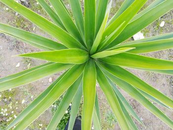 Full frame shot of plant