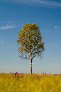 Tree on grassy field against sky