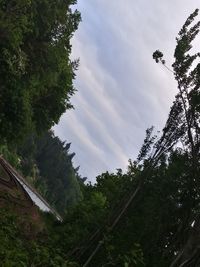 Low angle view of trees in forest against sky