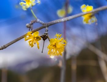 Close-up of yellow flowering plant