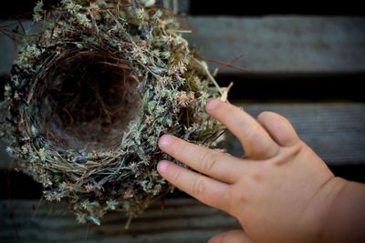 Close-up of hand holding plant