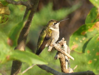 Close-up of bird perching on branch