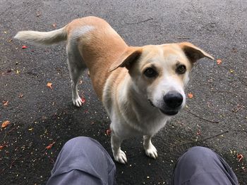 Low section of man with dog standing on road