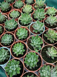 High angle view of potted plants