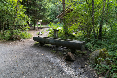 View of trees in forest