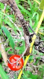 Close-up of plant in the forest