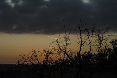 Silhouette of tree against dramatic sky