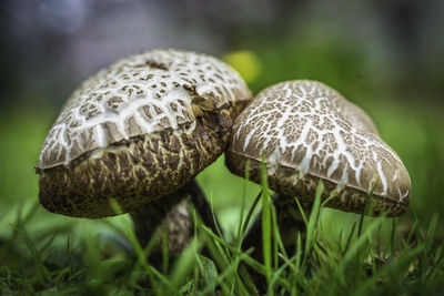 Close-up of mushroom growing on field