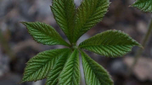 Close-up of plant