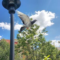 Low angle view of birds flying against blue sky