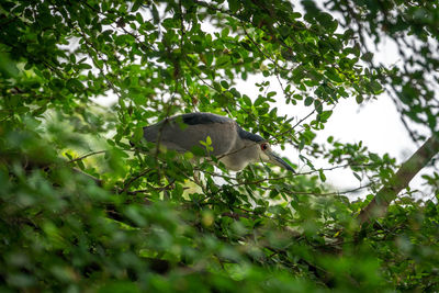 Low angle view of bird on tree
