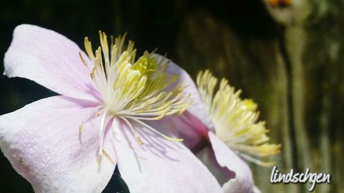 flower