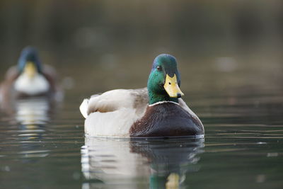 Close-up of duck swimming in lake