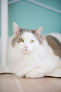 Close-up portrait of a cat