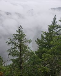 Low angle view of pine tree against sky