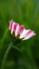 Close-up of pink flower blooming outdoors