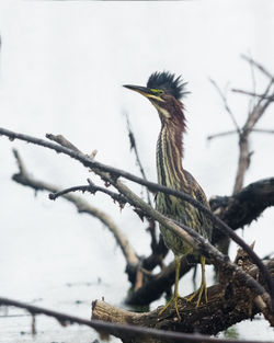 Close-up of gray heron perching on tree against sky